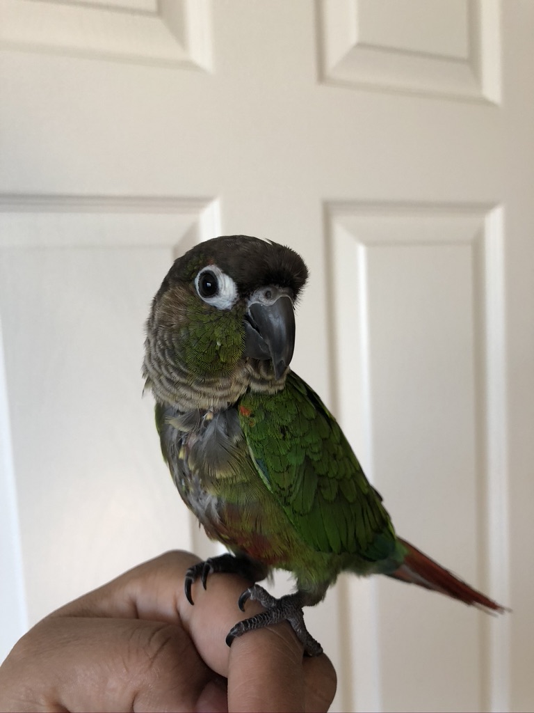 Bella Green Cheek Conure
