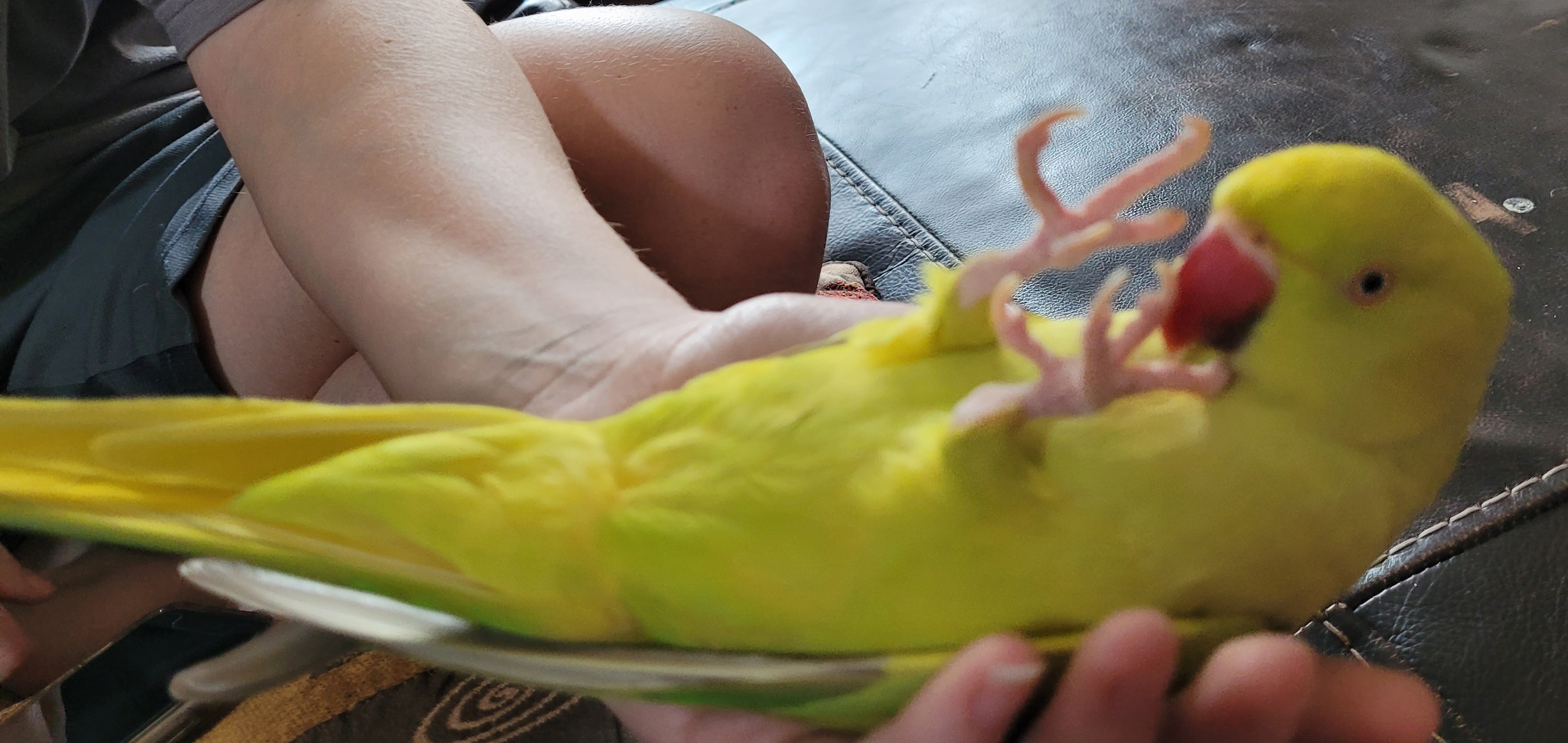Kiwi Indian Ringneck Parakeet