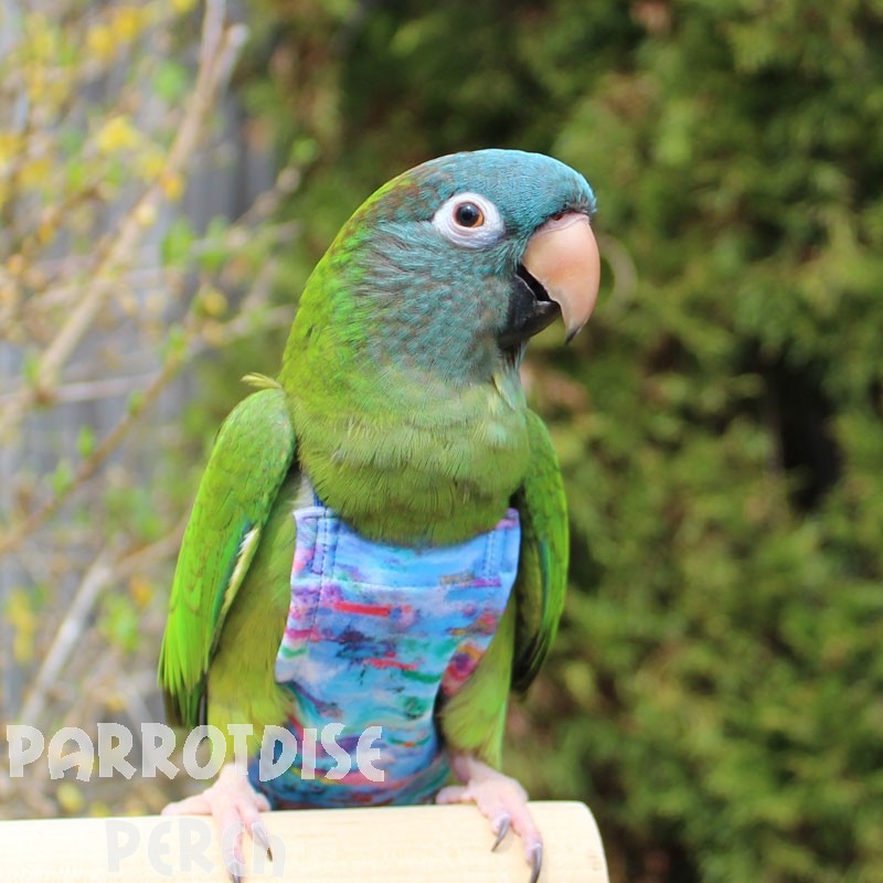 Avian Flightsuit - Large