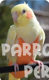 Avian Flightsuits X Small