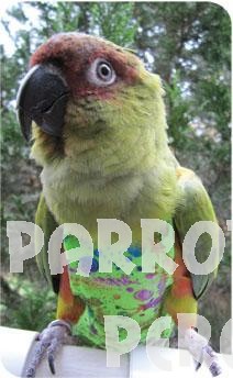 Avian Flightsuit - X Wide