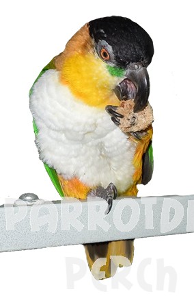 Birdie Munchies Tropical