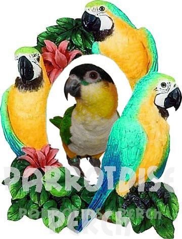 Macaw Picture Frame