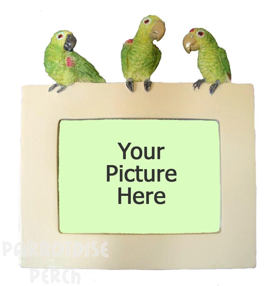 Amazon Parrot Picture Frame