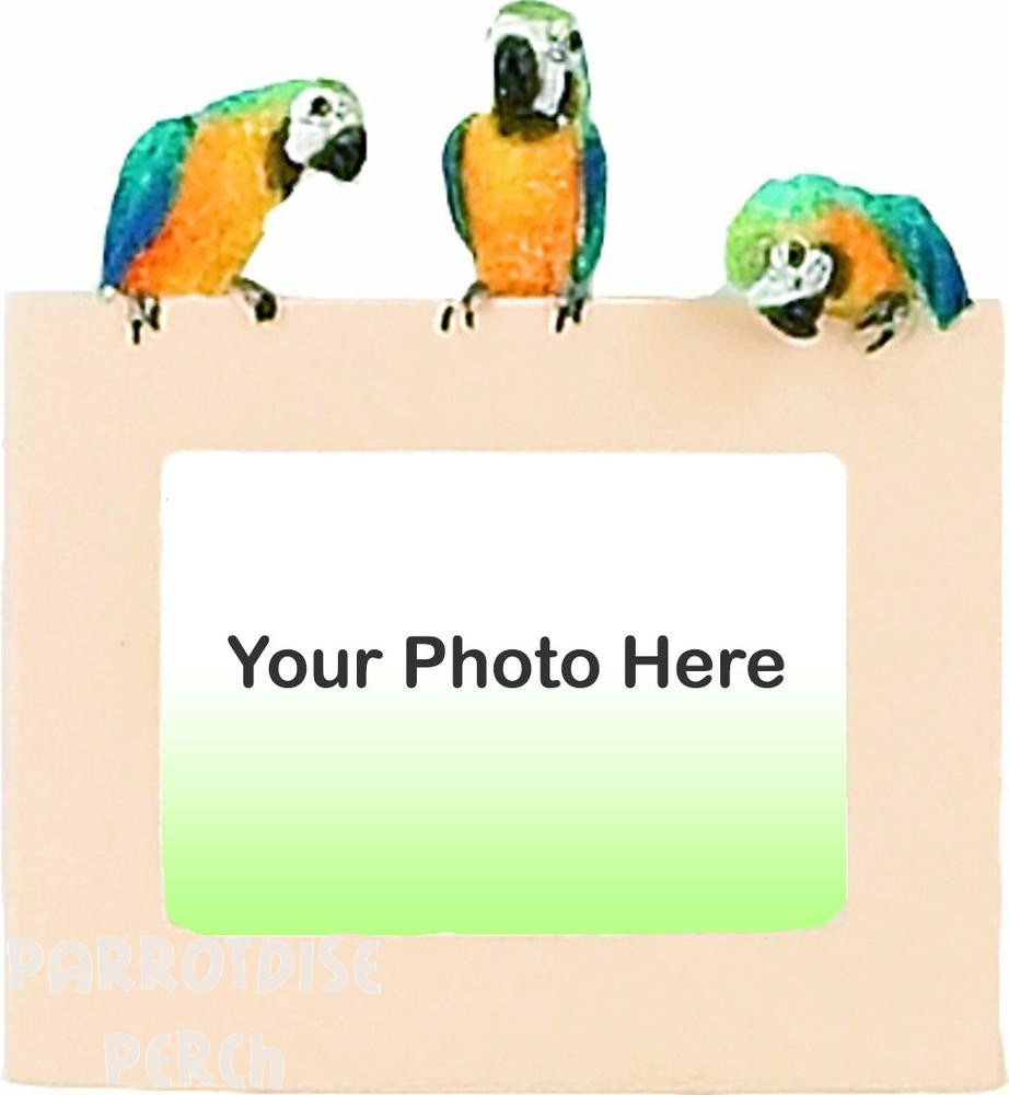 Macaw Picture Frame