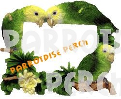 Amazon Parrot Picture Frame