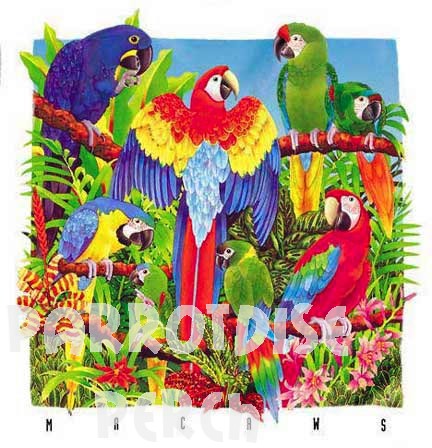Macaws T-Shirt Extra Large