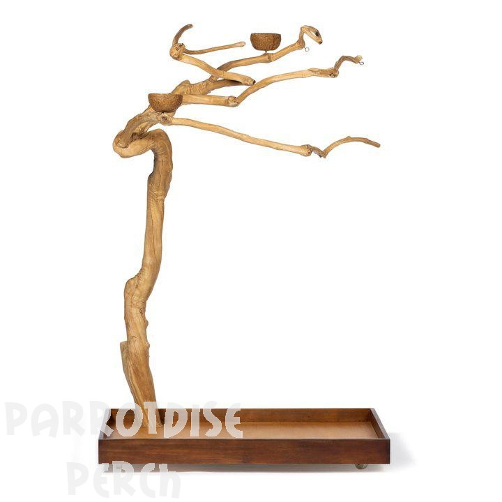 Java Tree Medium 5 feet