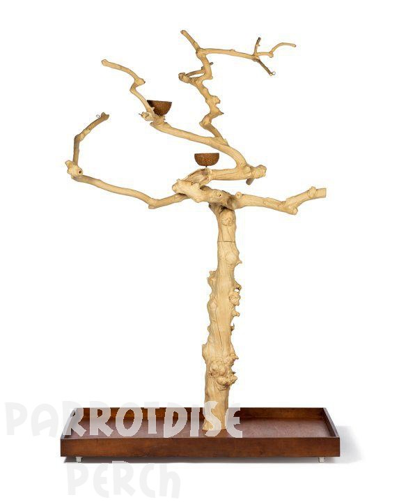 Java Tree Medium 6 feet