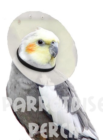 Safety Collars