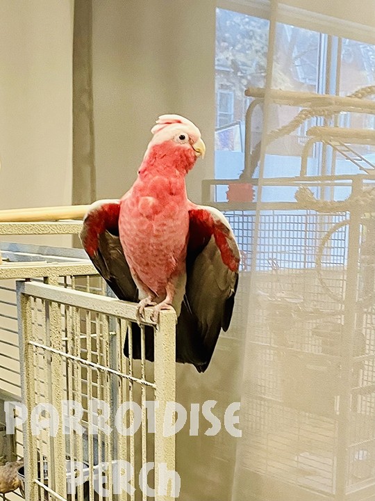Lady Galah