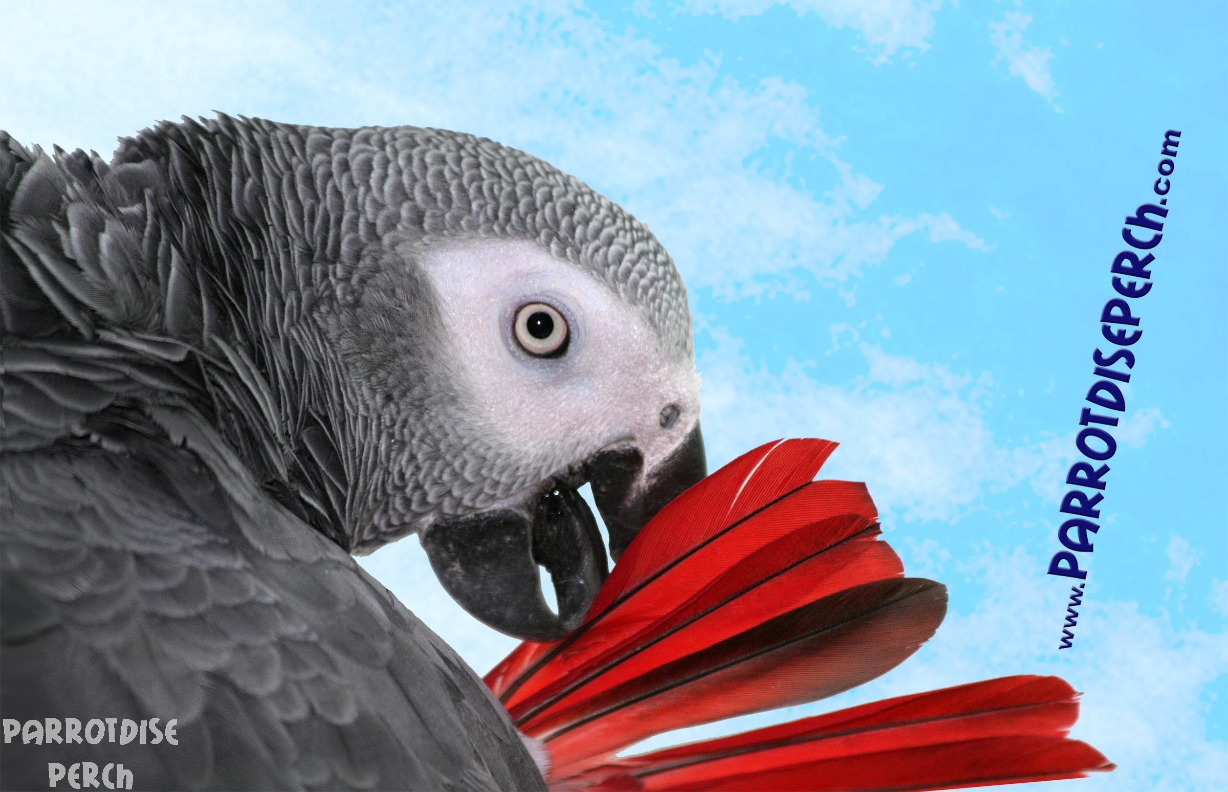 Mug African Grey