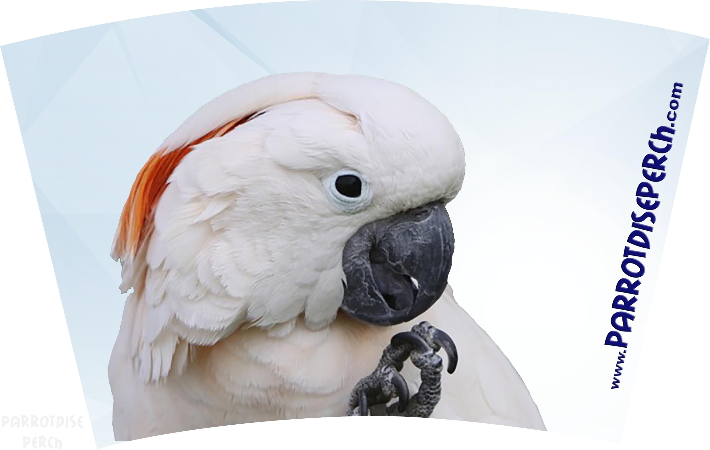 Mug Moluccan Cockatoo