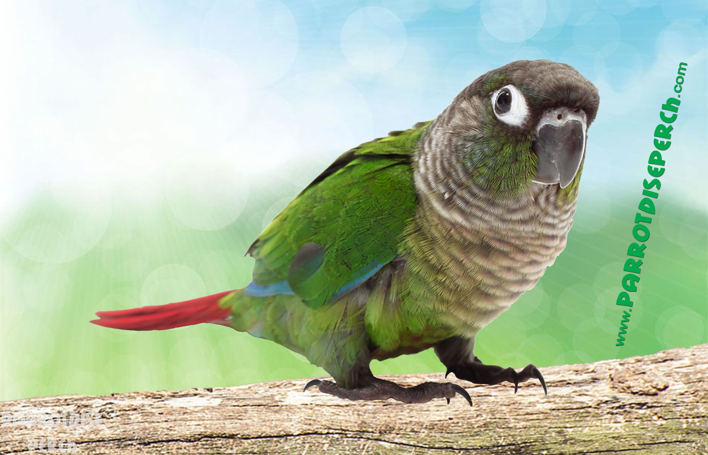 Mug Green Cheek Conure