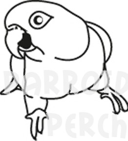 Caique Decal