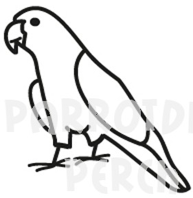 Conure Decal