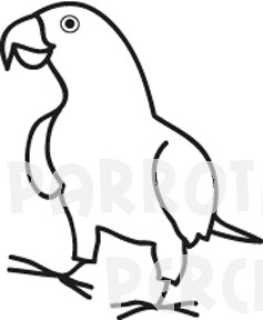 African Grey Decal