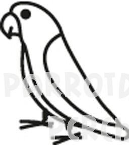 Parrotlet Decal