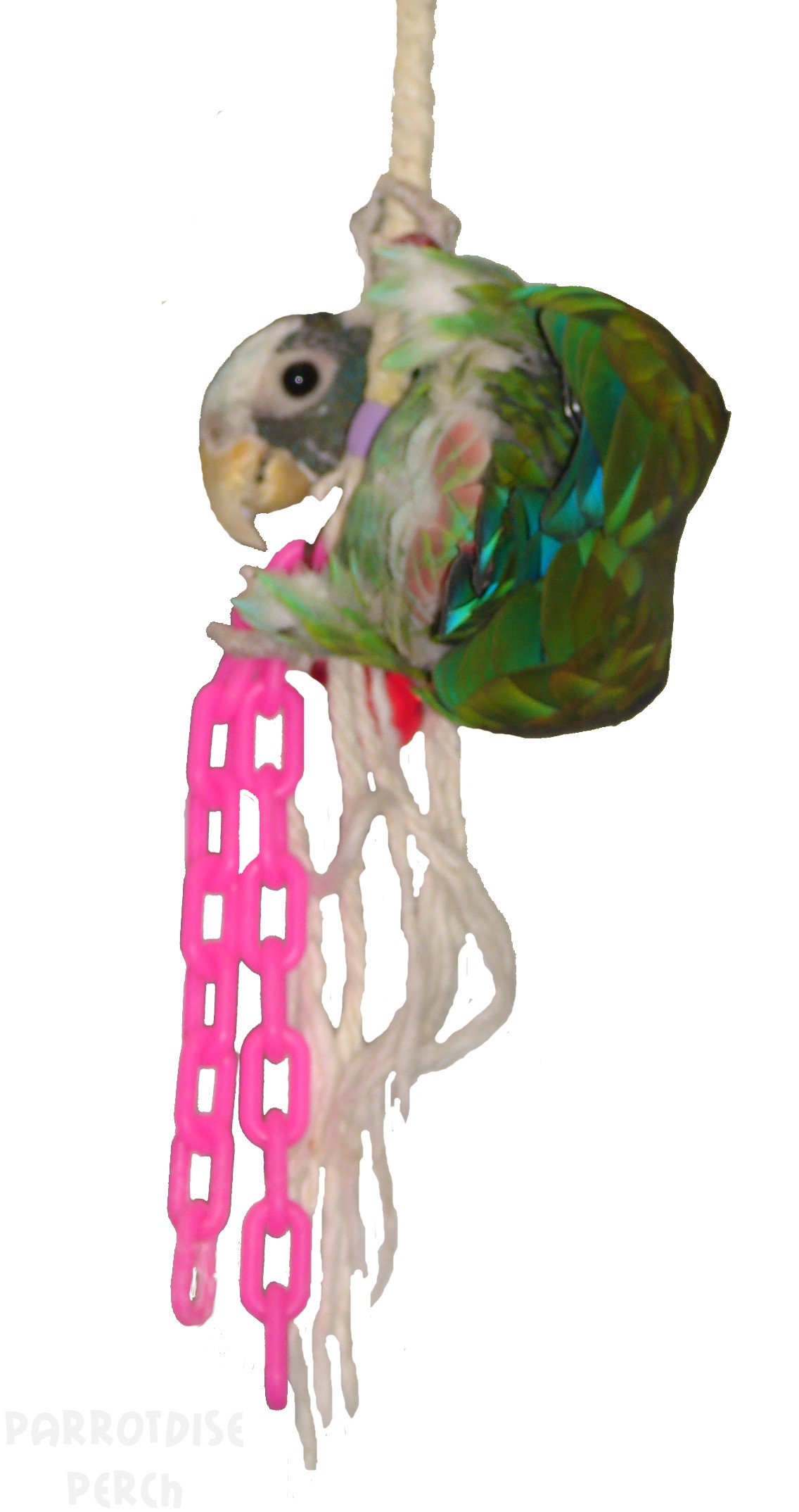 Jungle Swing