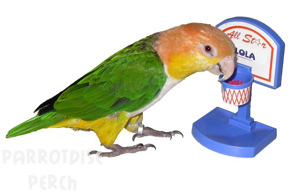 Clicker Training your Parrot using a Shaping Plan