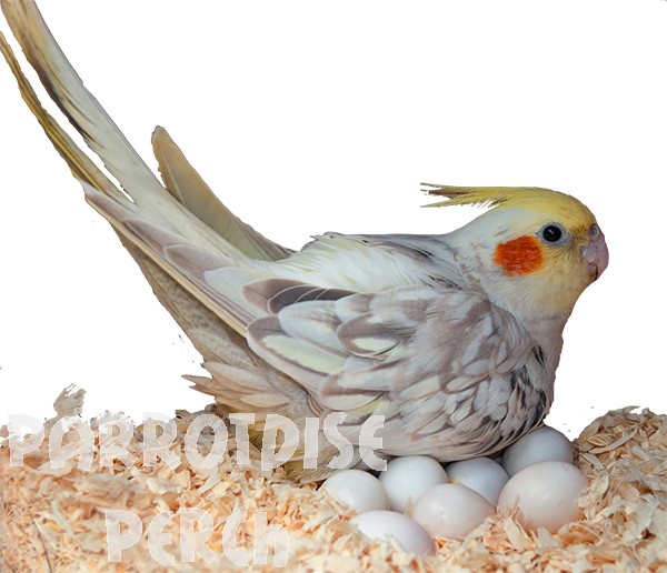 Sex & the Single Parrot