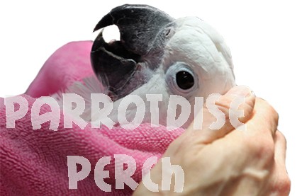 First Aid for Parrots  (Fall 2020)