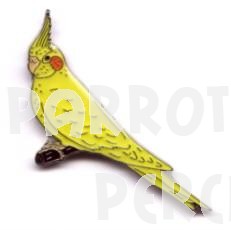 Cockatiel Yellow Lutino