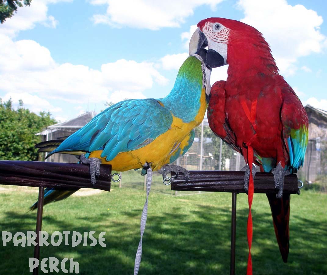 Aviator Yard Perch