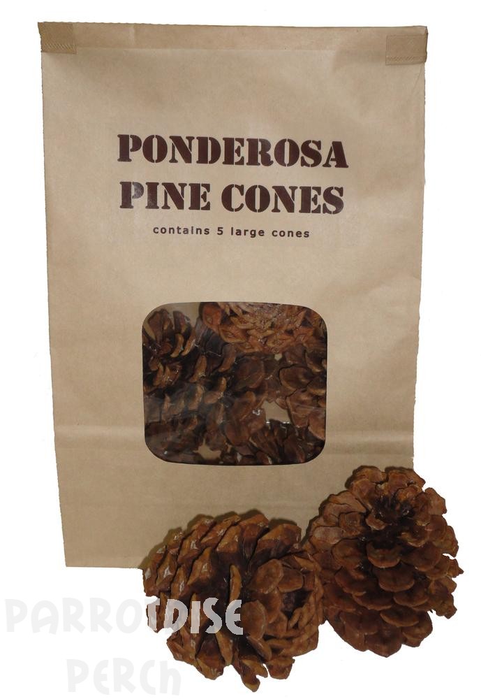 Ponderosa Pine Cones