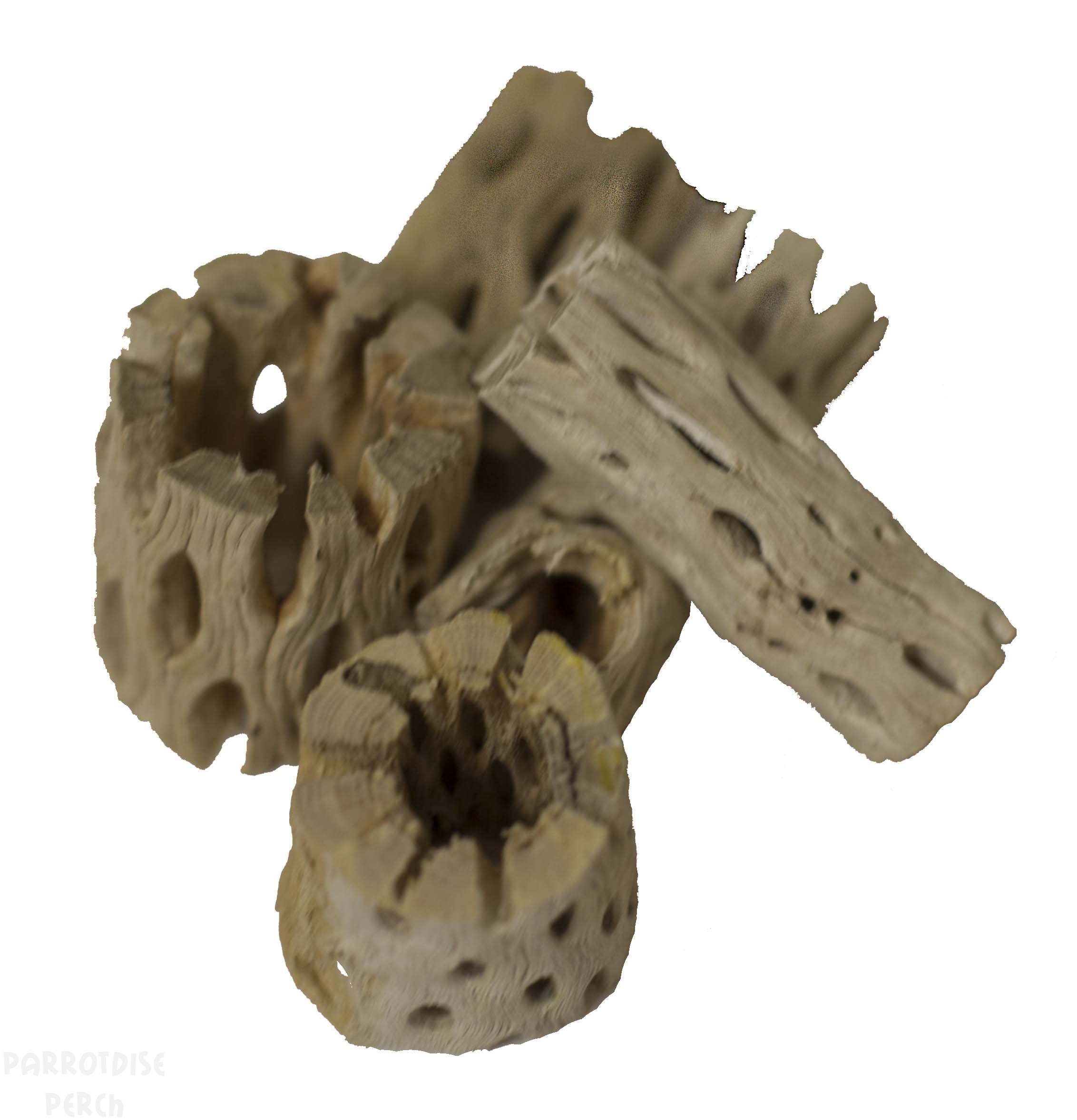Cholla Chunks