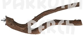 Dragonwood Y Branch 18" - 20"