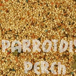 Volkman Seed Parakeet