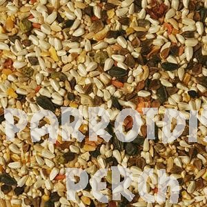 Volkman Seed Parrotlet