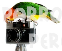 Watch the birdie! 