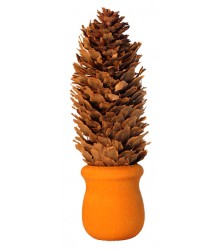 Soft Serve Pine Cone