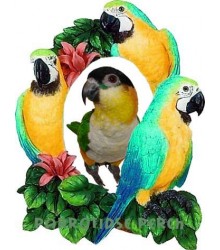 Macaw Picture Frame