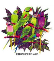 Parrots of India & Asia T-Shirt Extra Large