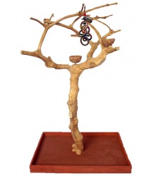 Java Tree Small 5 feet