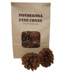 Ponderosa Pine Cones