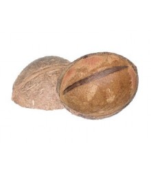 Coconut Half w/ Fibre