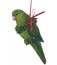 Hand Painted Lineolated Parakeet Ornament
