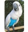 Avian Flightsuit - Jumbo 