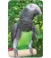 Avian Flightsuit - Large