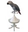The Percher
