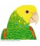 Double Yellow Amazon T-Shirt Extra Extra Large