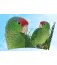 Mug Green Cheek Amazon