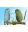 Mug Parrotlets