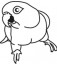 Caique Decal
