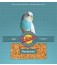 Volkman Seed Parakeet