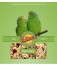 Volkman Seed Parrotlet